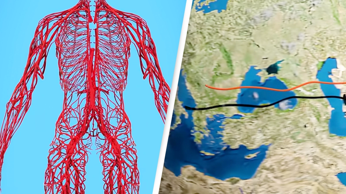 ‘Terrifying’ video shows how long blood vessels are if they were outside the body