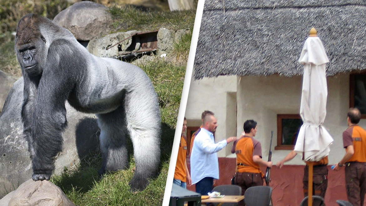 Woman paid the price after smiling at gorilla in enclosure despite warnings