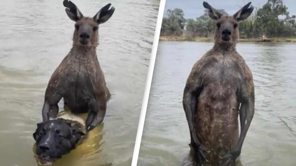 Terrifying moment man confronts 6ft tall kangaroo to rescue his dog