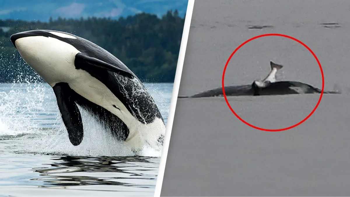 Scientists baffled as orcas start wearing salmon as 'hats' again for the first time in 40 years