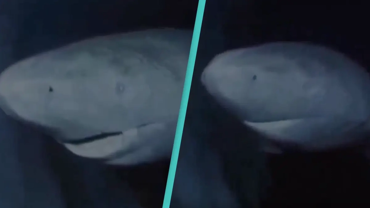 ‘Longest-living’ shark that has been alive since 1627 located in the Arctic ocean
