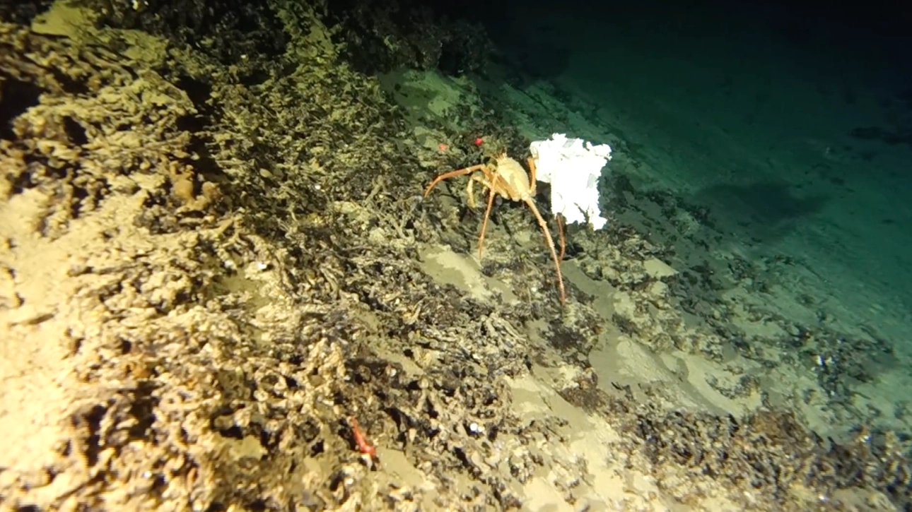 Researchers make disturbing discovery during mission to 3,281-foot underwater canyon that no human has ever explored