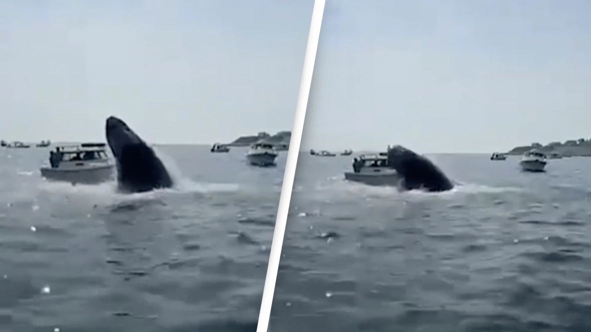 Heart-Stopping Moment Breaching Whale Lands On Man's Boat