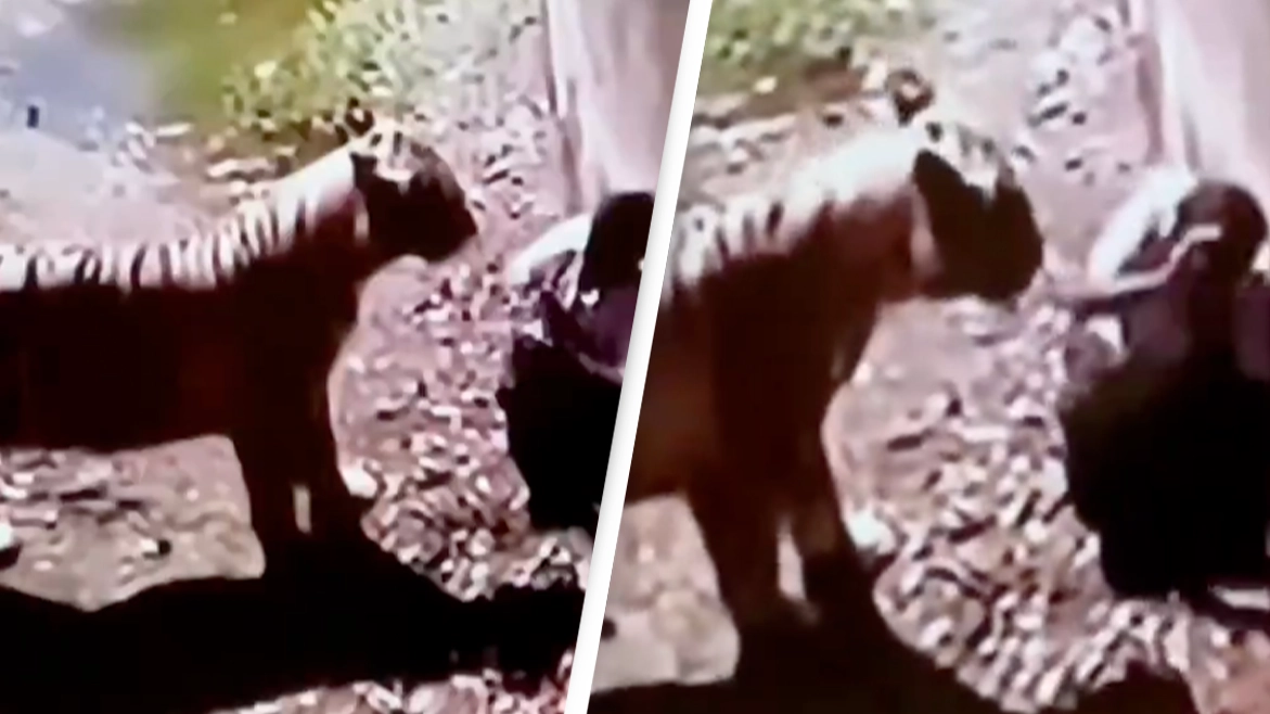 Final moments of man attacked by white tiger after falling into enclosure