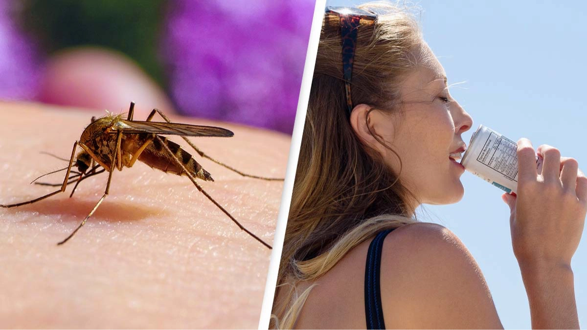 Bizarre reason why one popular drink makes you more attractive to mosquitos
