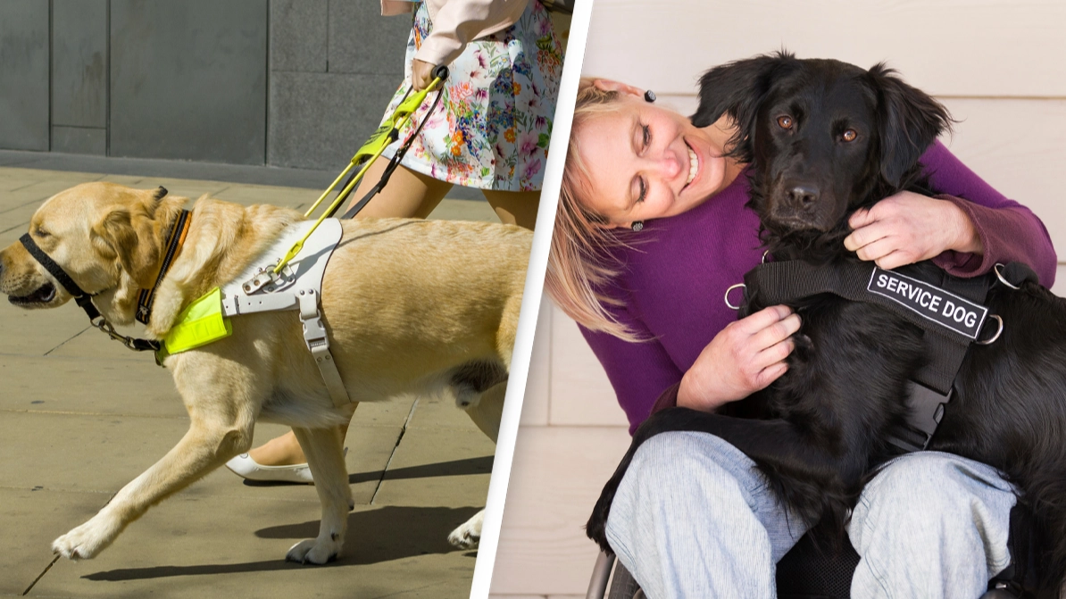 Bride Bans Sister's Support Dog From Wedding Because It Will Steal Her Spotlight