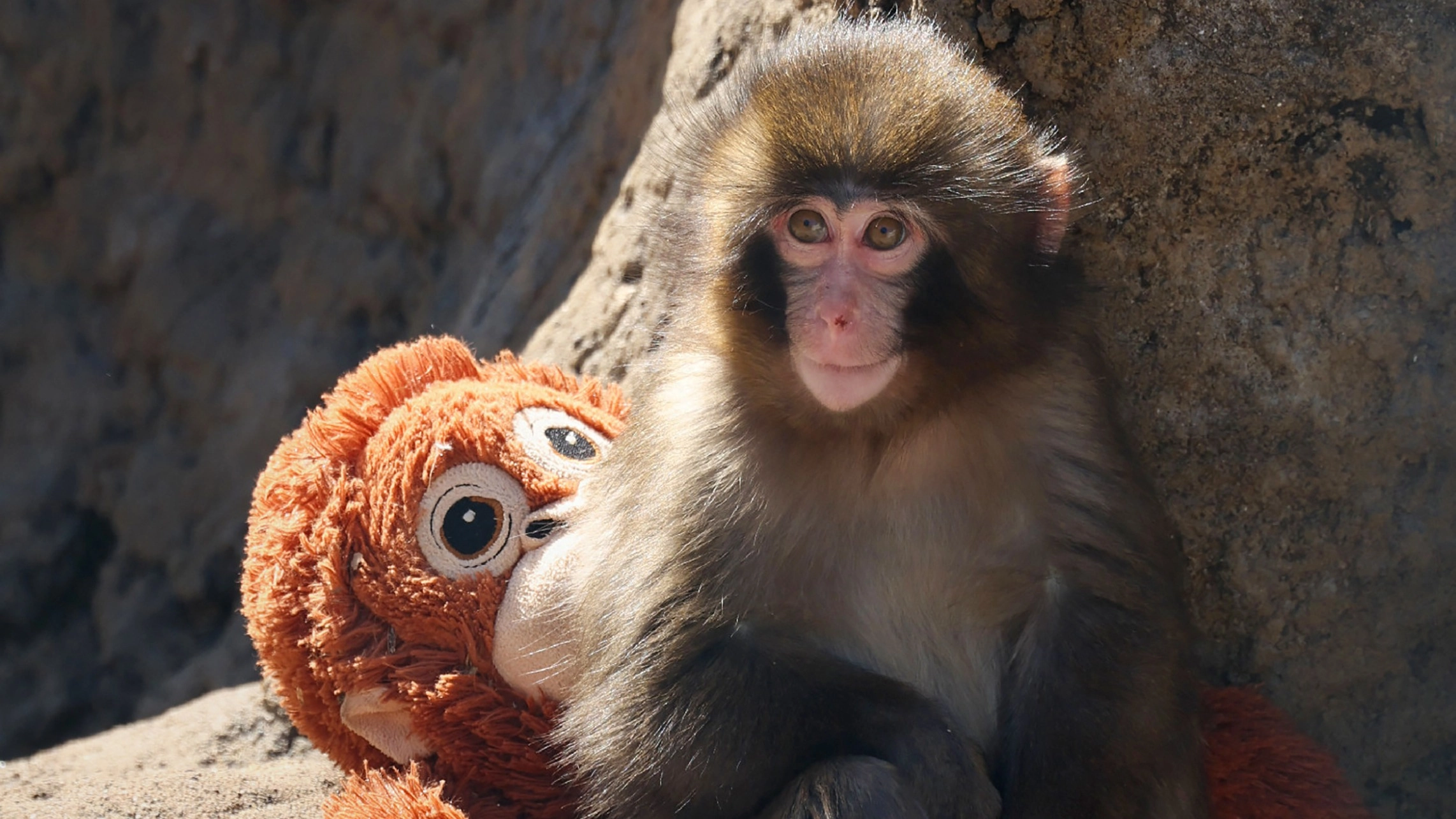 Zoo caring for Punch the monkey responds to claims he’s constantly ‘being bullied’