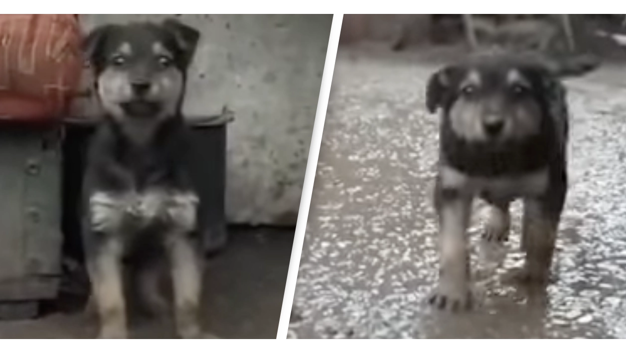 Ukraine: The Story Of Rambo The Rescue Dog Adopted By Ukrainian Soldiers