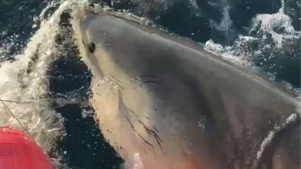 Important rule that could save you from shark attack after ‘biggest great white shark ever’ recorded resurfaces in US tourist hotspot