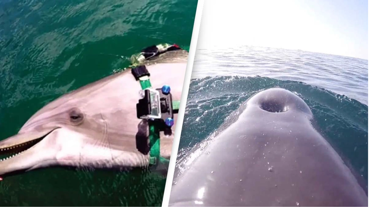 GoPro footage of dolphin eating eight venomous sea snakes leaves scientists baffled