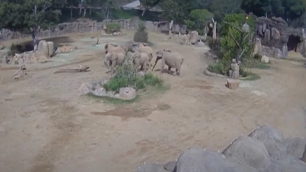 Mind-blowing footage shows 'incredible' way zoo elephants reacted to protect young during major earthquake