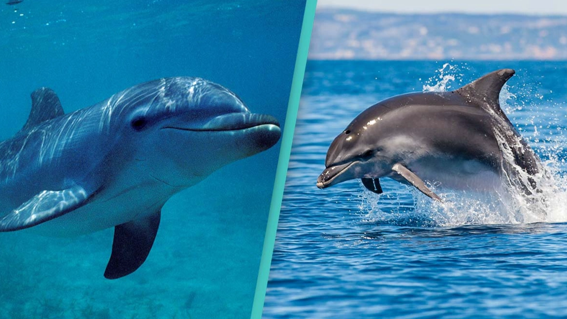 Bottlenose dolphins found to be one of the only mammals in the world with a 'seventh sense'