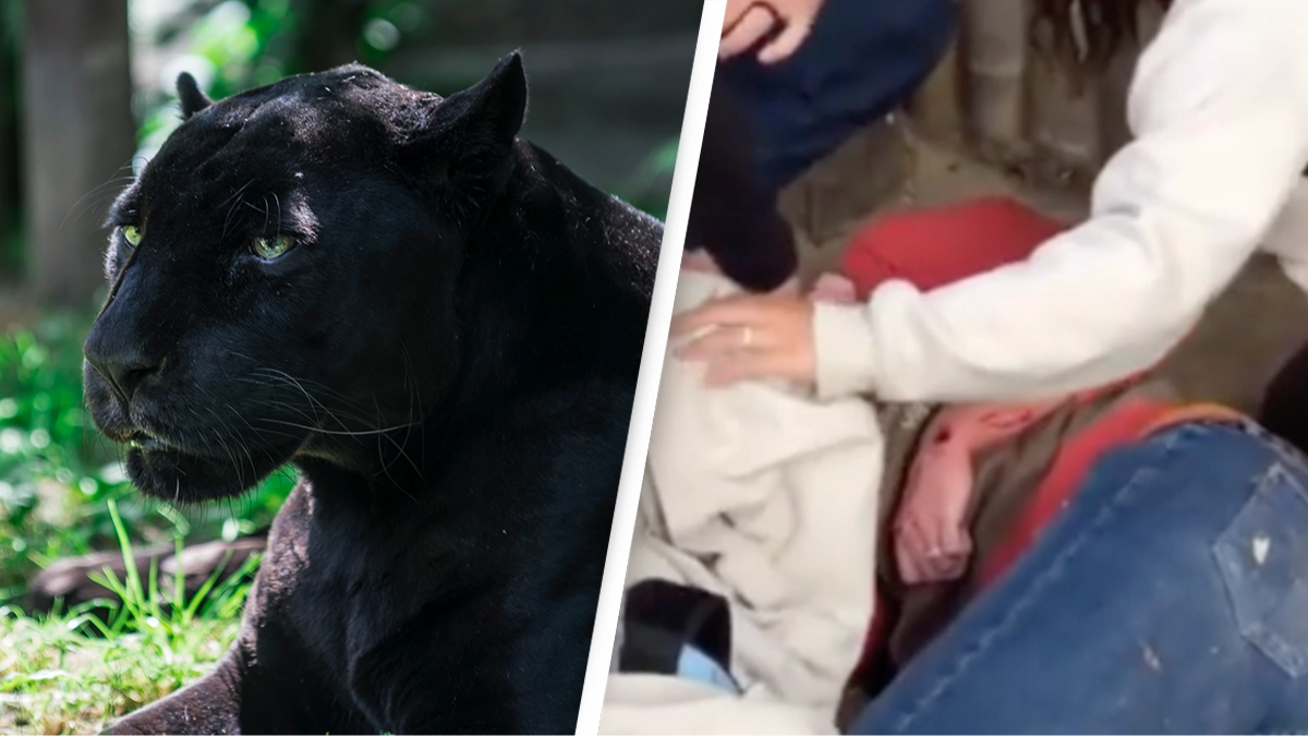 Woman attacked by jaguar after climbing over fence to take selfie