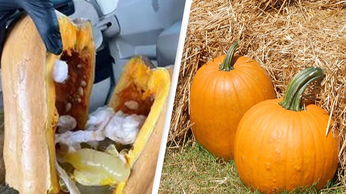$402K worth of meth discovered stashed inside pumpkins