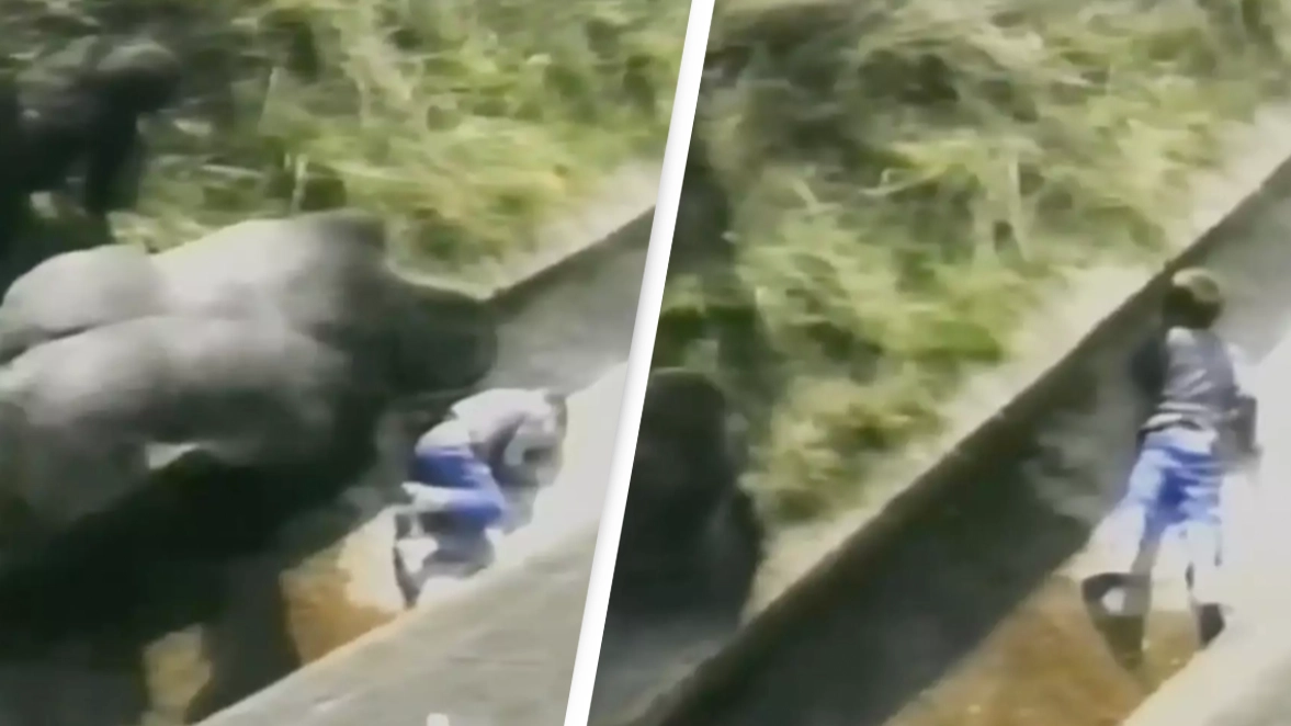 Man who was protected by gorilla when he was five years old reveals how incident has shaped his life