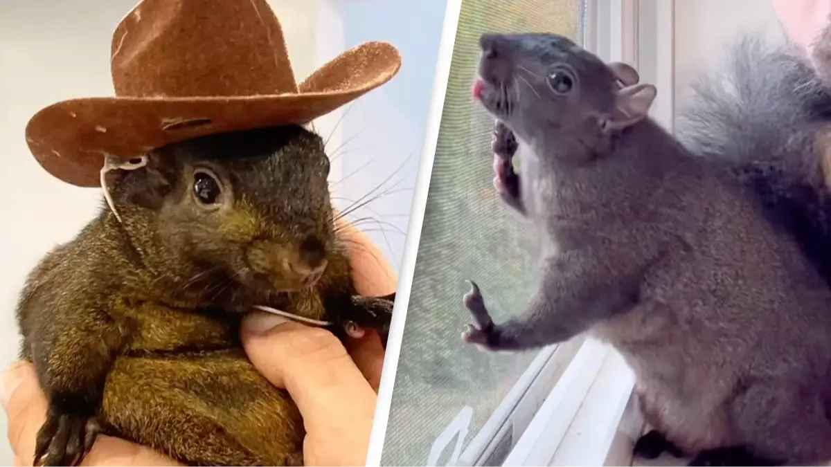 New update in seizing and euthanization of Peanut the Squirrel reveals tragic twist