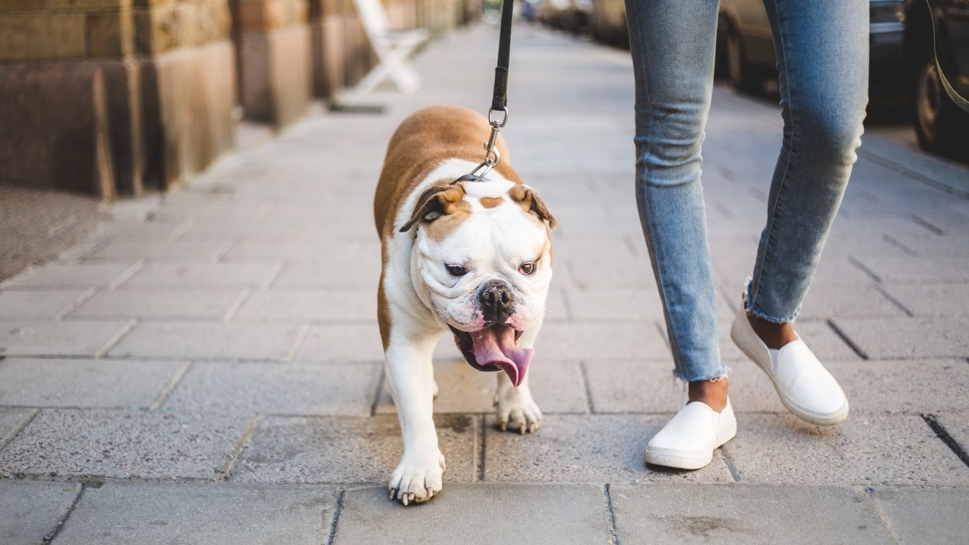 Expert issues urgent warning for English Bulldog owners in hot weather