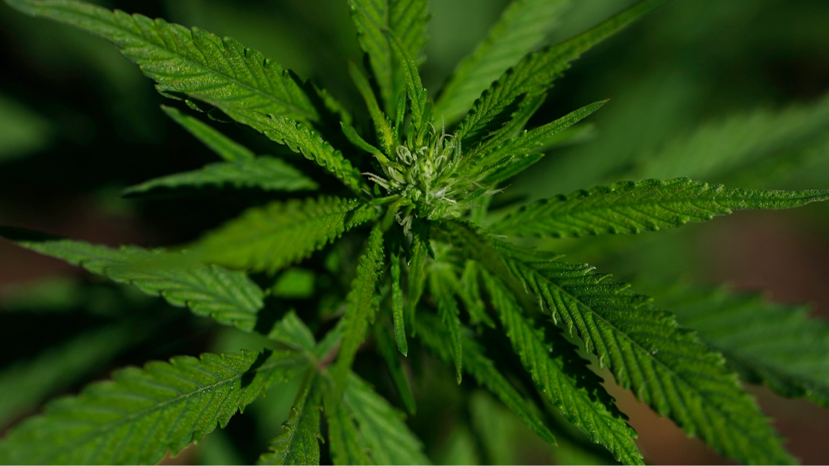 Research claims compounds found in cannabis could reverse disease that affects one-third of adults