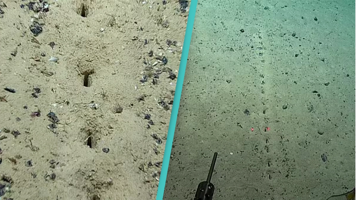 Scientists Baffled By Mysterious Holes In Seabed
