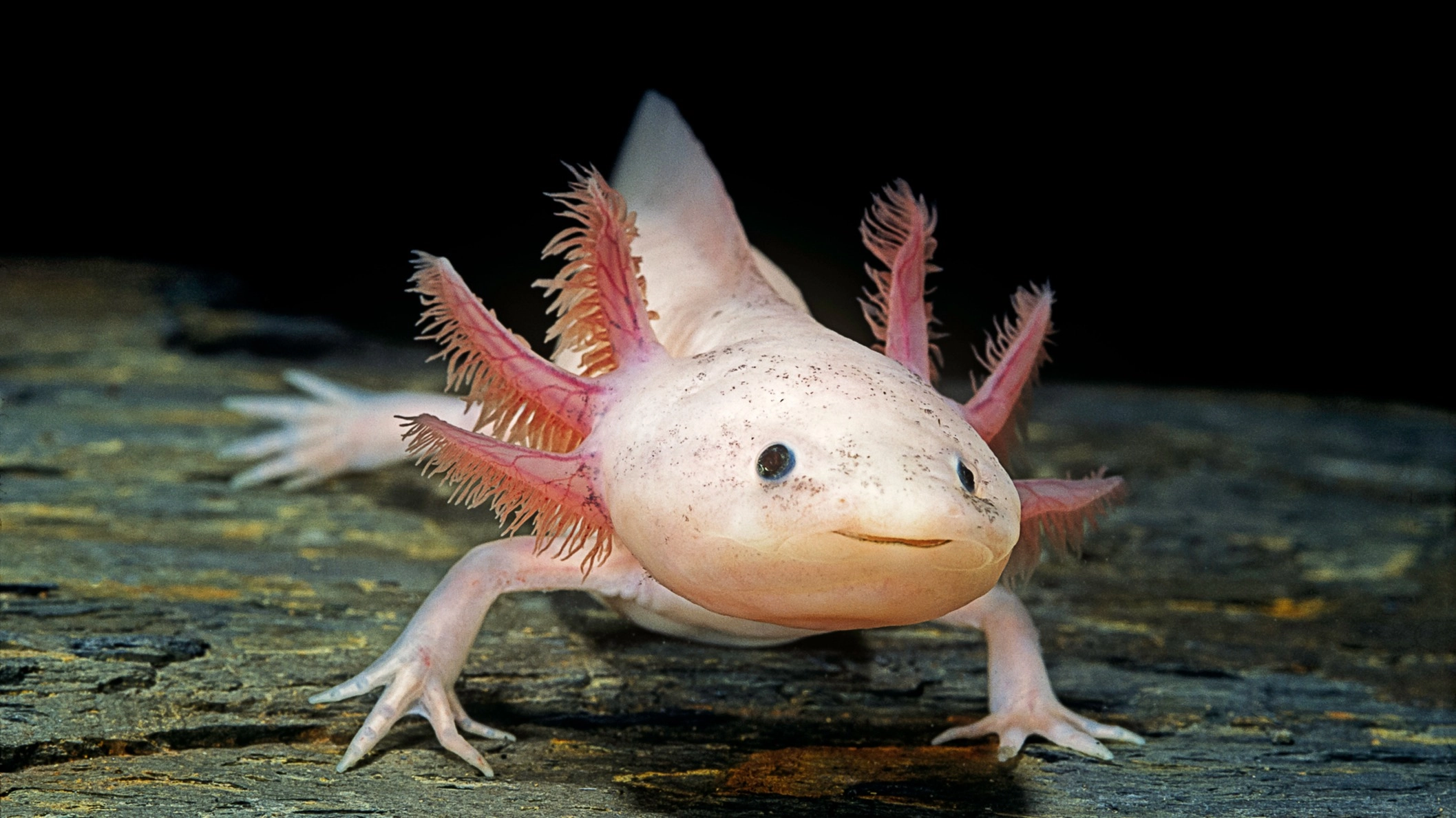 Bizarre ‘never-aging’ animal could hold key to human limb regrowth
