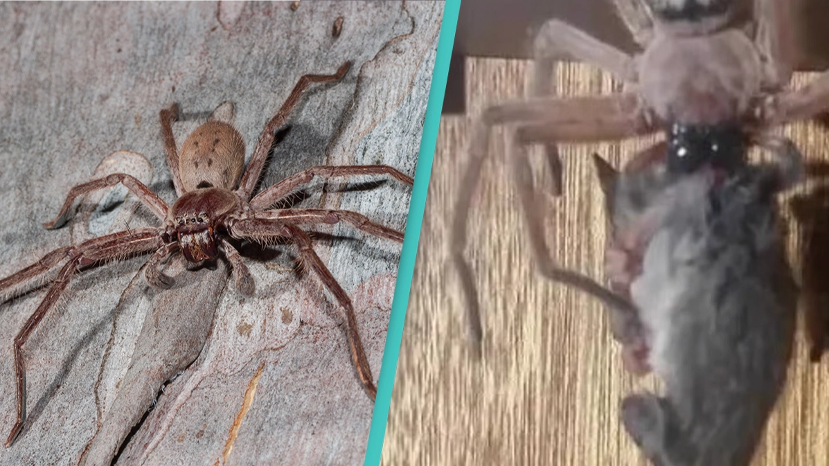 Huntsman spider devours entire possum in front of horrified husband and wife in Tasmania