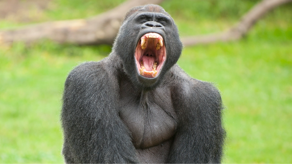 Viral internet debate has people 'in tears' as they argue whether 100 men could beat one gorilla in fight
