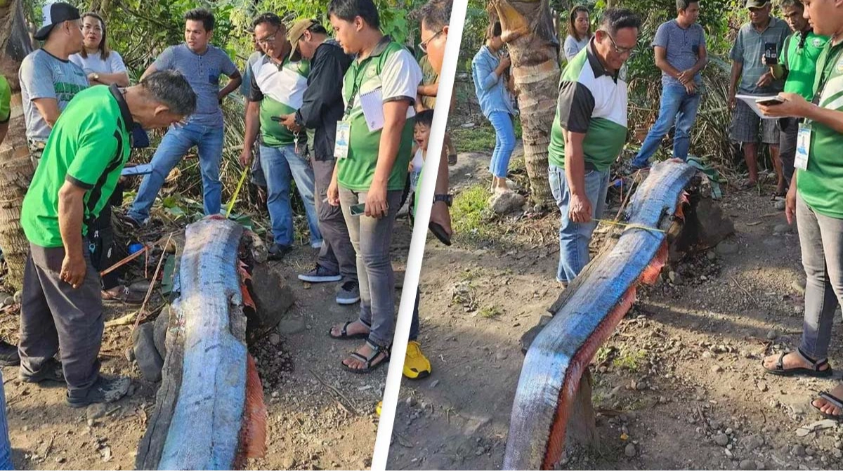 Locals urged not to worry after deep sea 'Harbinger of Doom' fish washes up on beach