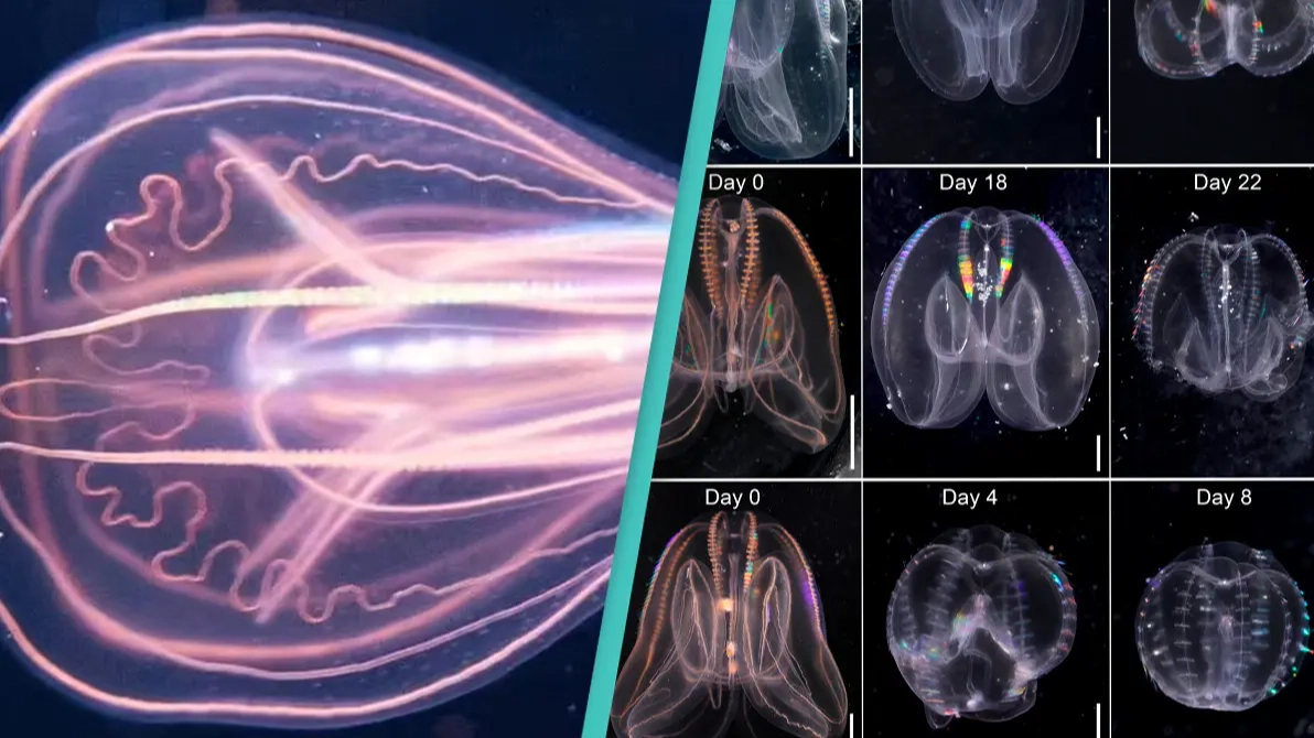 Scientists accidentally discover 'immortal' sea creature that has the ability to 'time travel'