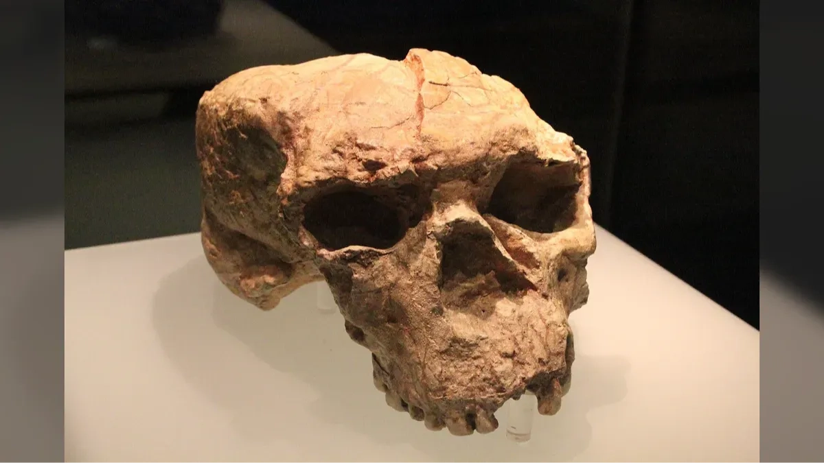 Million-year-old skull could rewrite entire timeline of human evolution according to researchers