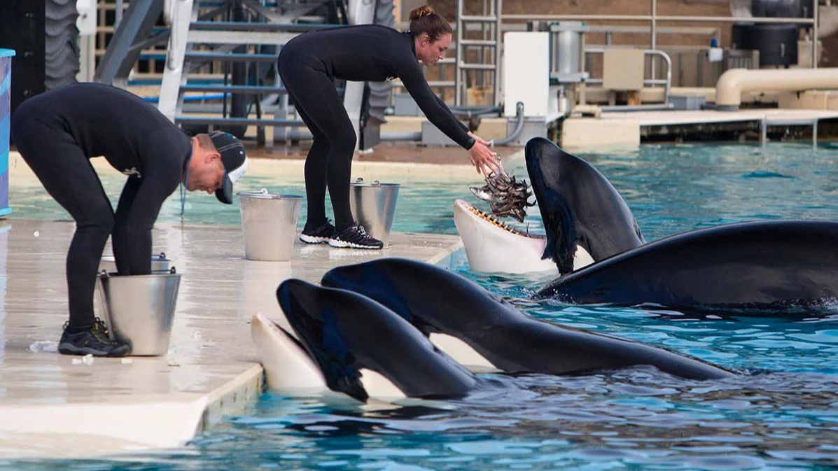 SeaWorld faces huge fine after trainer was injured by killer whale