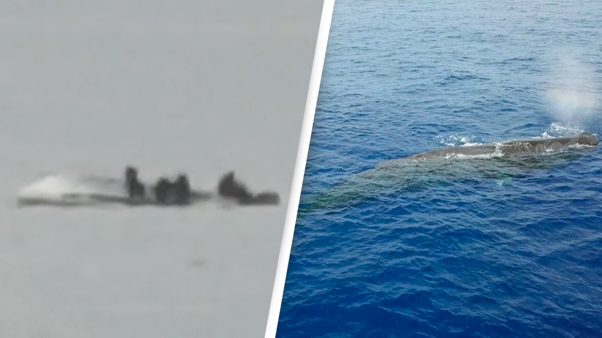 Five people dead after boat capsized following collision with whale