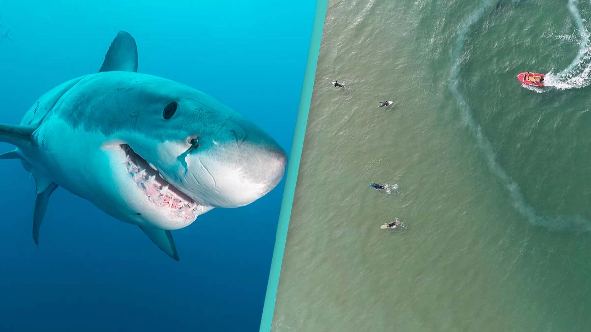 Only people with 'sniper vision' can find this shark hiding in the ocean