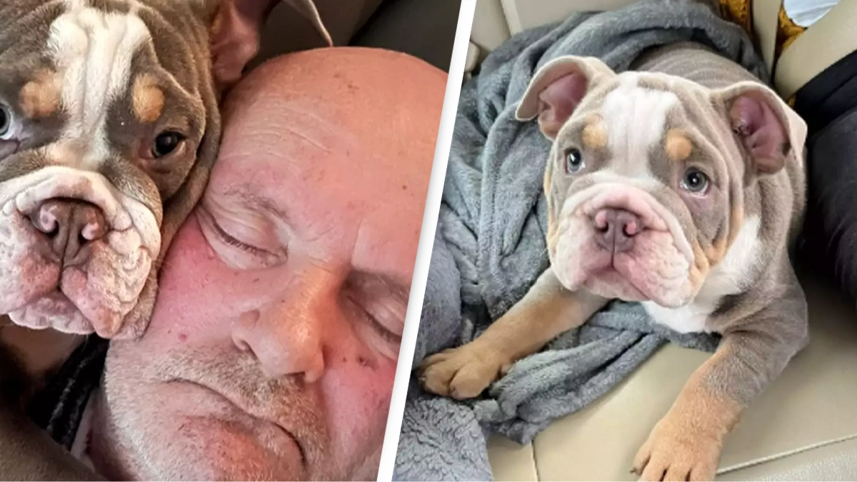Puppy 'saved owner's life' after chewing his toe to the bone while he was sleeping