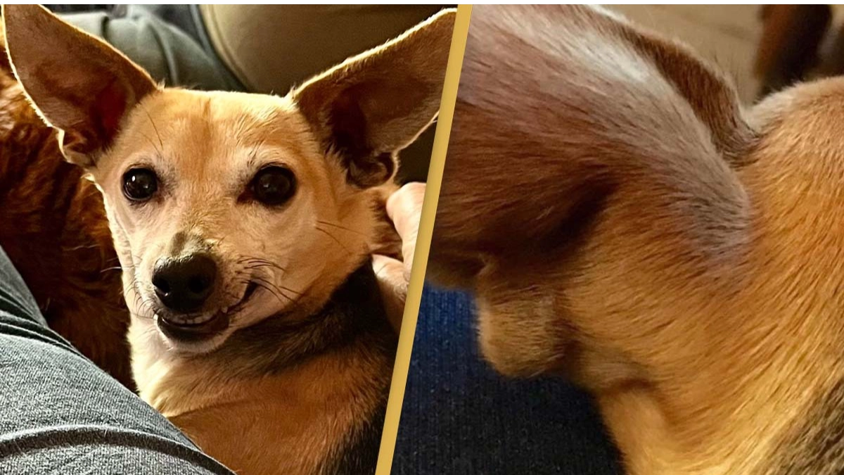 Mom shocked after the face of Jay Leno appears in her dog's ear 