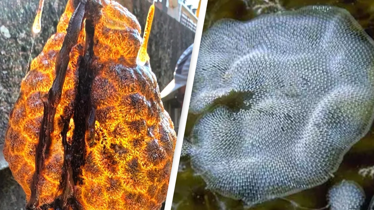 Disturbing 'glowing' orange pods resembling dinosaur eggs discovered for 'first time' in river