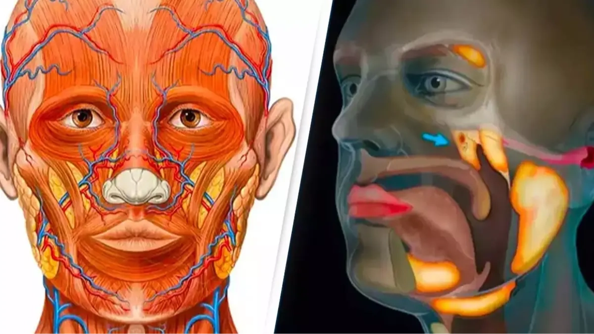 Scientists accidentally discovered a new organ in the human body