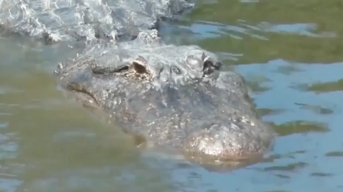 Woman recalls horrifying moment alligator severed her arm in extremely dangerous attack while canoeing