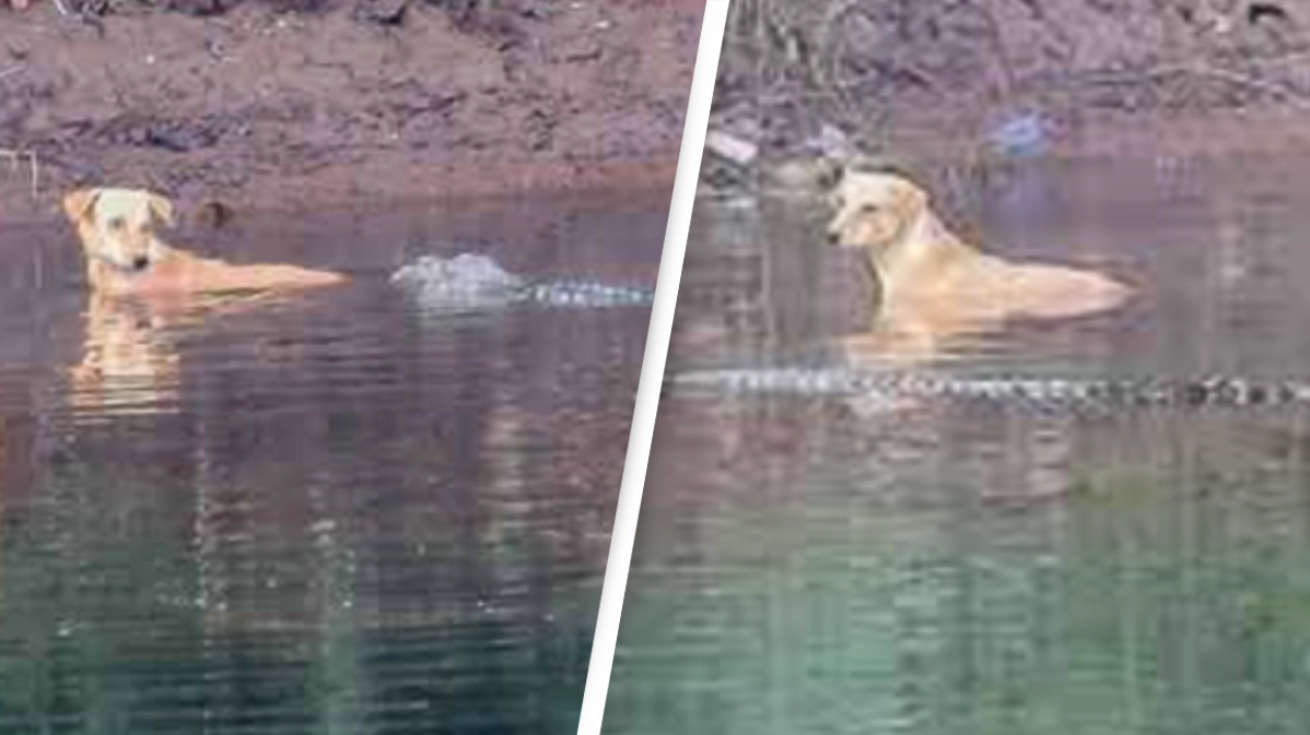 Pack of crocodiles save dog that was stranded in river instead of eating it