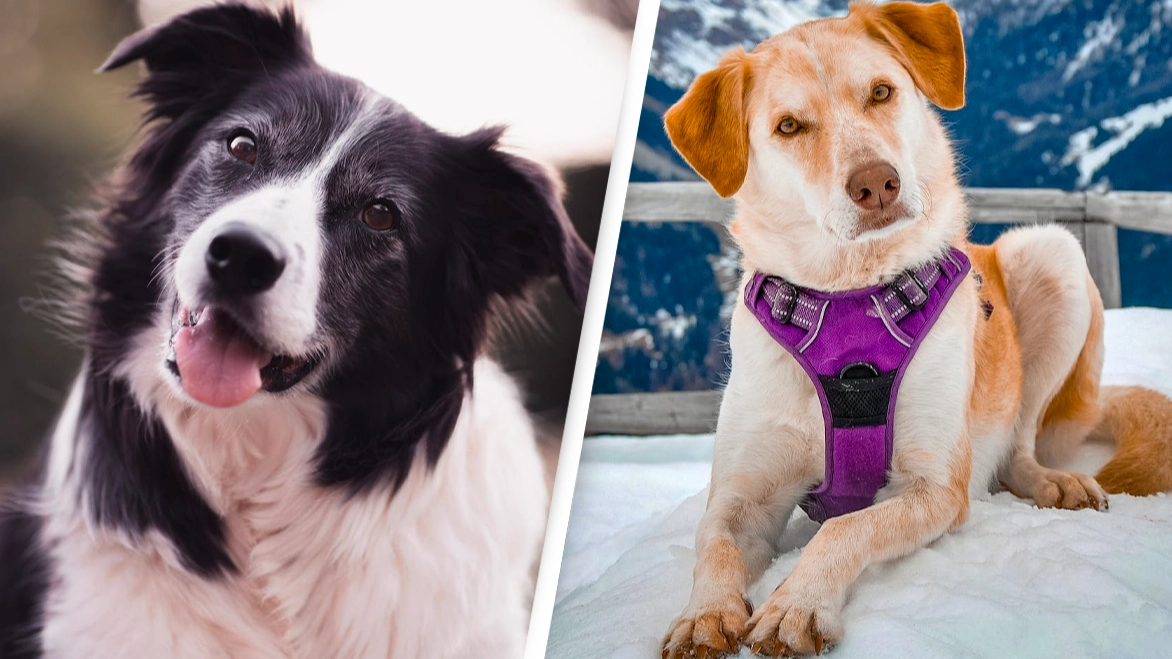Science can now explain why dogs tilt their heads