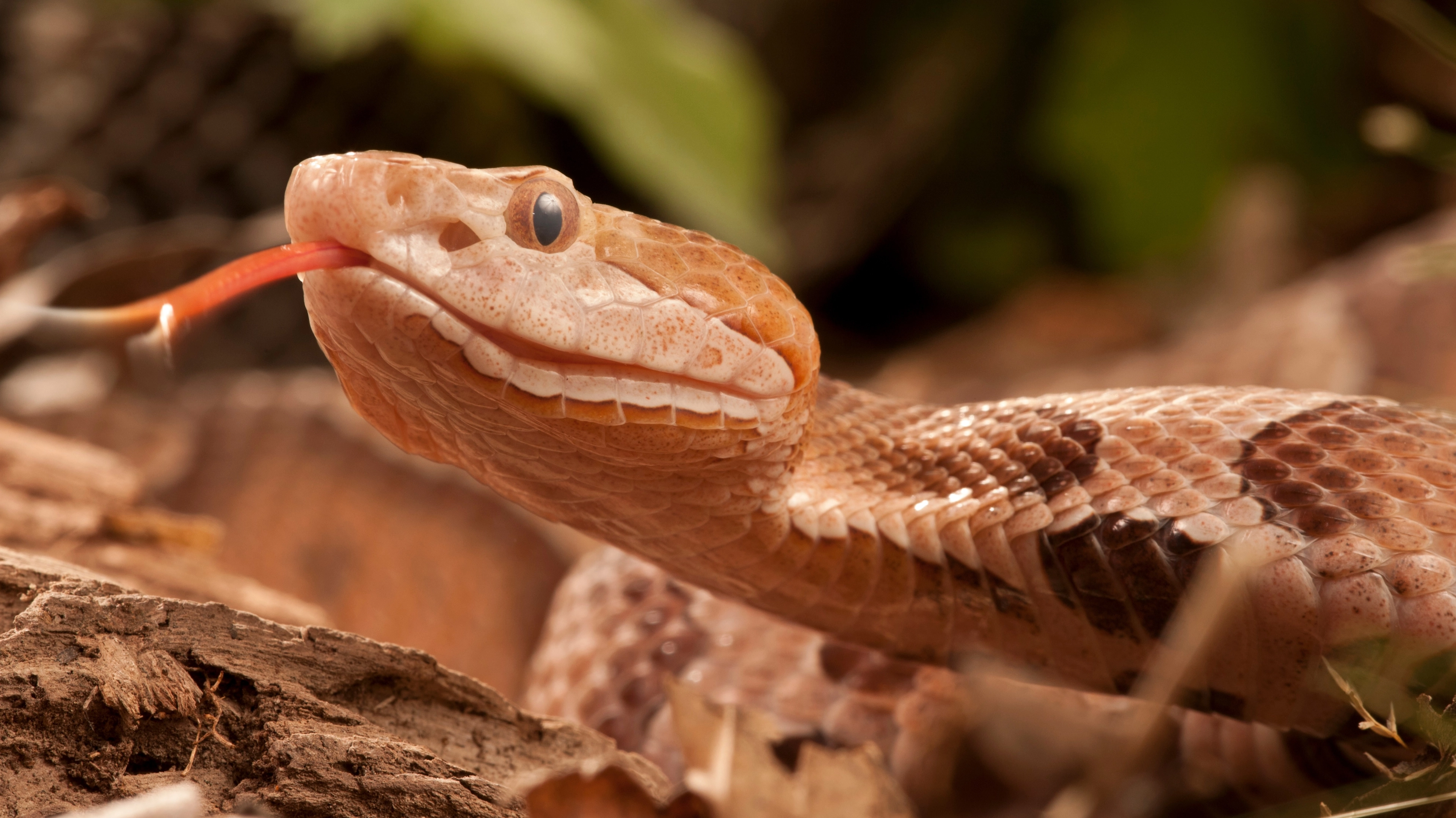 World Cup stars left terrified after venomous snakes invade training camps in the US