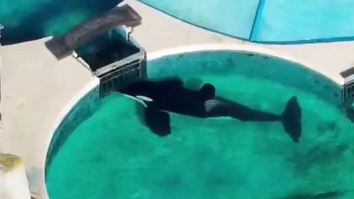 'World's loneliest orca' stares motionless at tank gate for 24 hours in heartbreaking footage