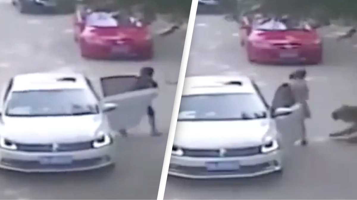 Horrifying last moments of mom eaten alive by tiger while trying to save daughter who’d been dragged away