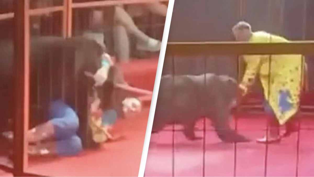 Circus bear on hoverboard attacks handler pinning him to the ground as audience members watch
