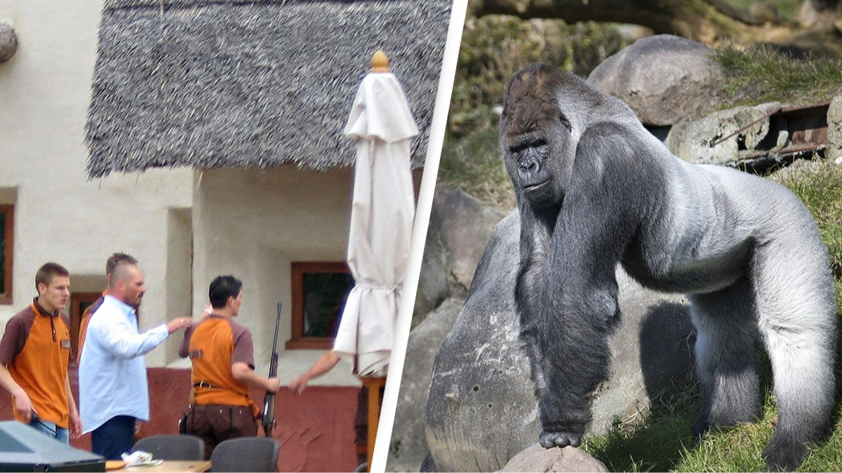 Reason why you should never make eye contact with gorillas after woman paid the price for smiling at one