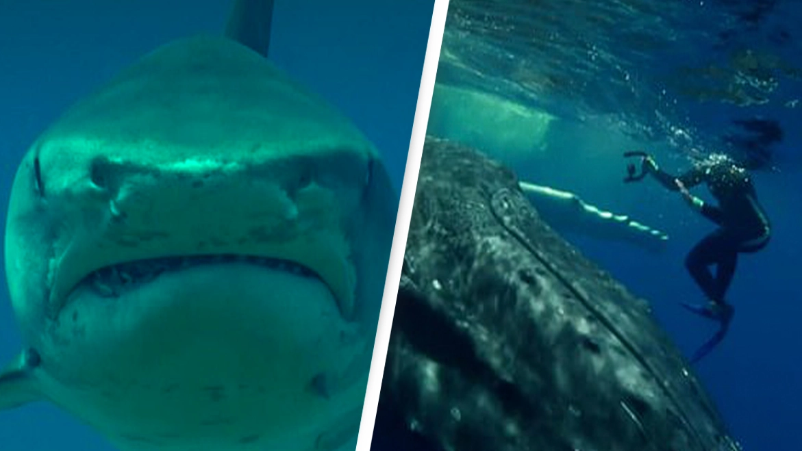 Massive humpback whale saves marine biologist from shark which she thought was going to kill her