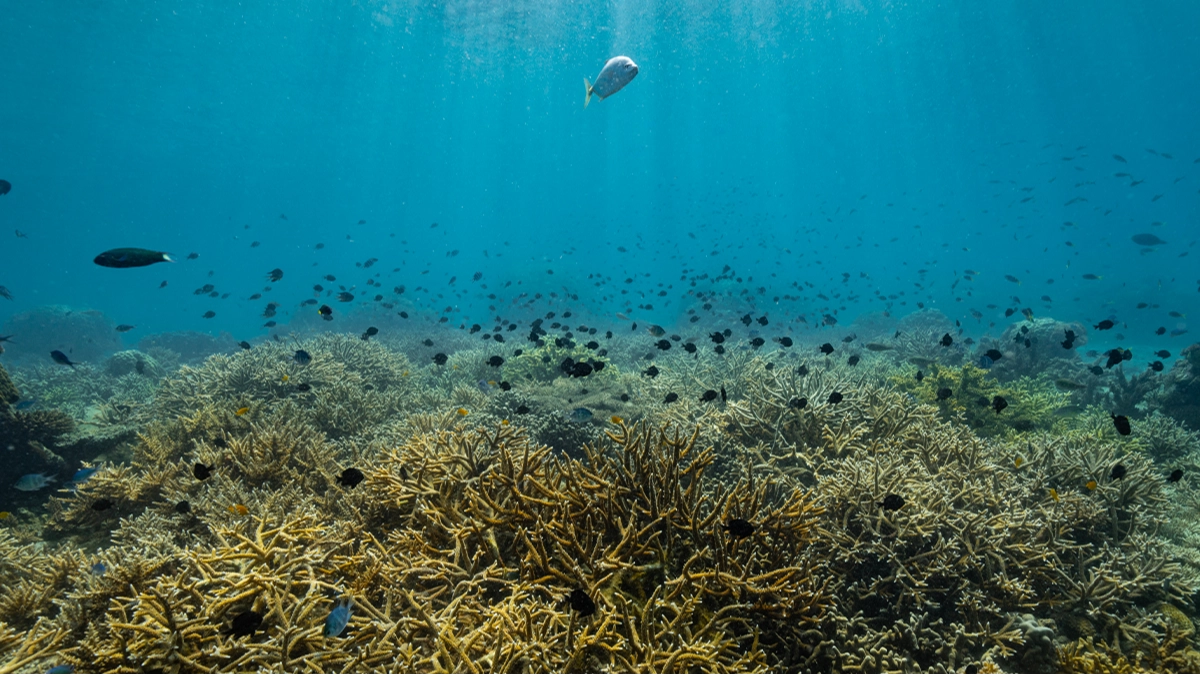 Scientists completely baffled after finding parts of sea floor upside down in discovery that ‘defies principles’