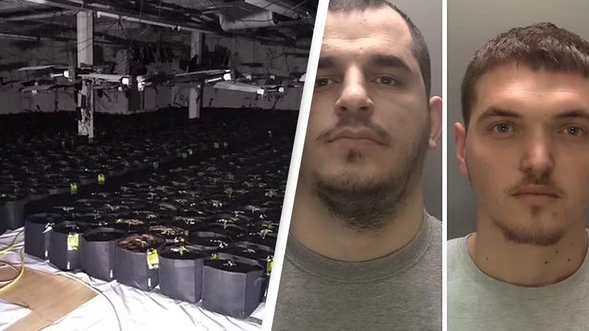 Police Discover £1.3 Million Cannabis Farm On Visit To School