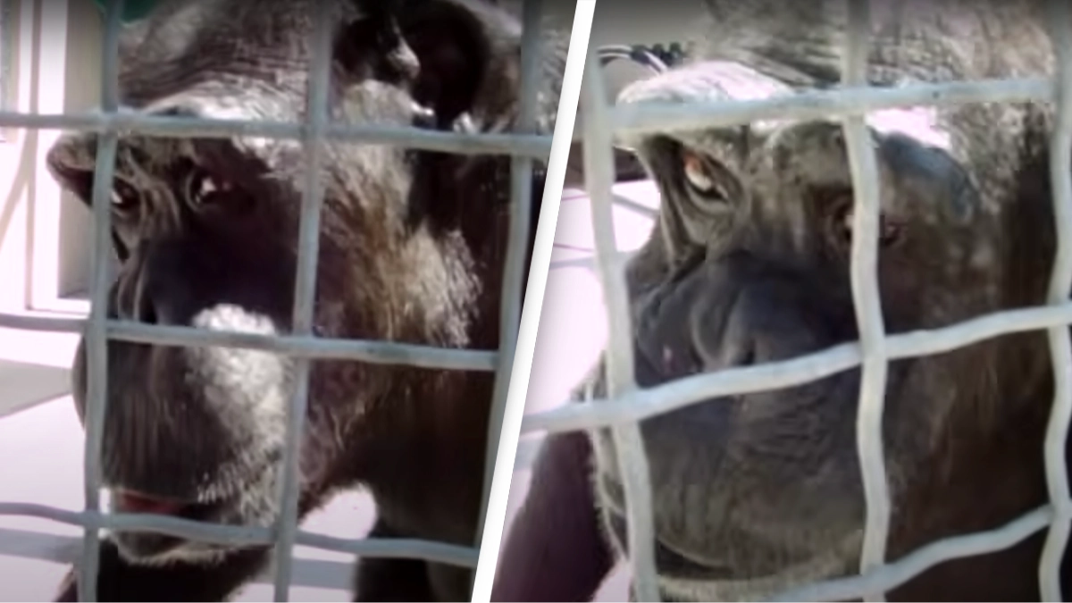 Chimpanzees appear ‘capable’ of human speech in mind-blowing resurfaced research footage