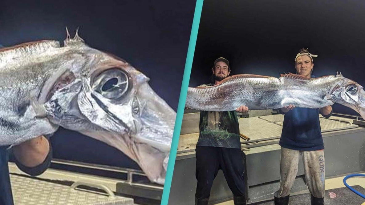 Fishermen catch terrifying 'doomsday fish' in rare sighting of deep-sea creature with bizarre head shape