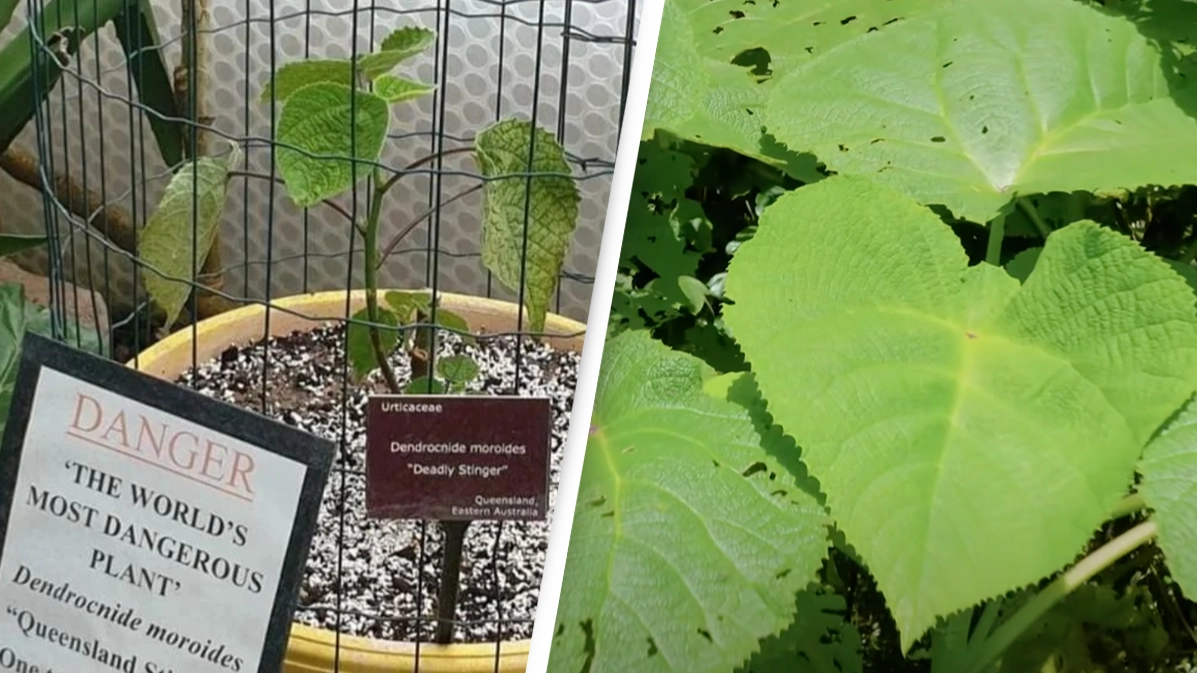 World’s 'most dangerous' plant can cause pain that lasts for months with a single touch